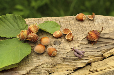freshly picked hazelnuts on lying on the old board