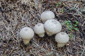 Mushrooms among the pine needles