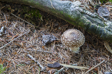 Mushrooms among the pine needles