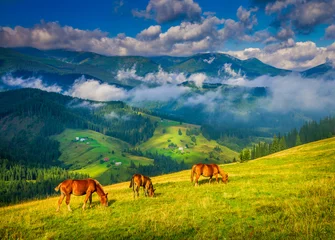 Deurstickers Amazing mountain landscape with fog and horses © seqoya
