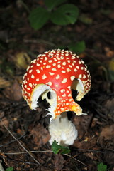 angefressener Fliegenpilz