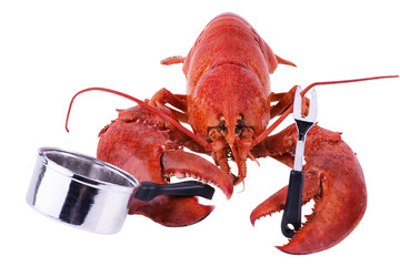 Humorous cooked lobster