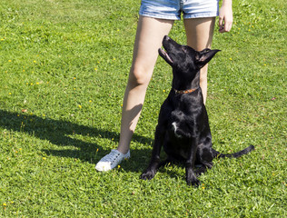Black puppy training with young woman
