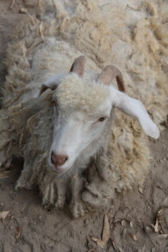 capra domestica