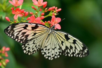 White Tree Nymph butterfly