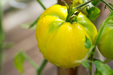 fresh yellow tomatoes