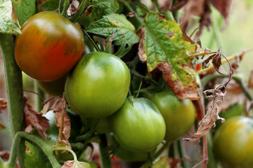 Bush of green tomato in the garden
