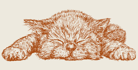 Sleeping kitten © Amili