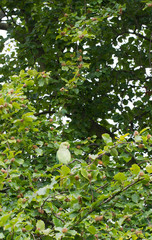 Feral Rose-ringed Parakeet, London.