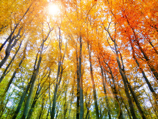 Farbexplosion im Herbstwald mit Sonnenlicht