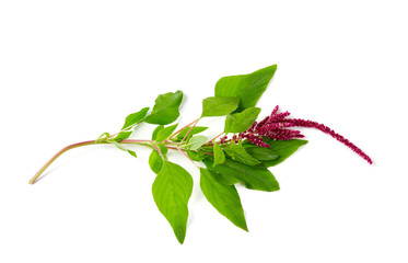 amaranth flower isolated on white