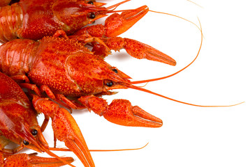 boiled crawfish isolated on white