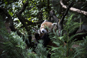 Fototapeta premium Red panda on tree