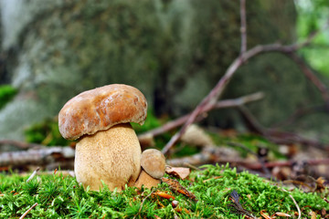 Two mushroom boletus