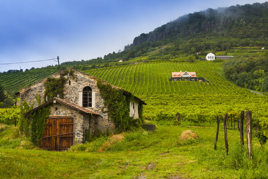 Winery, vineyard landscape in Hungary.