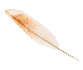 Fototapeta na wymiar Bird feather