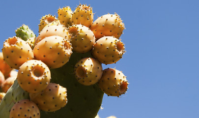 Fichi d' India