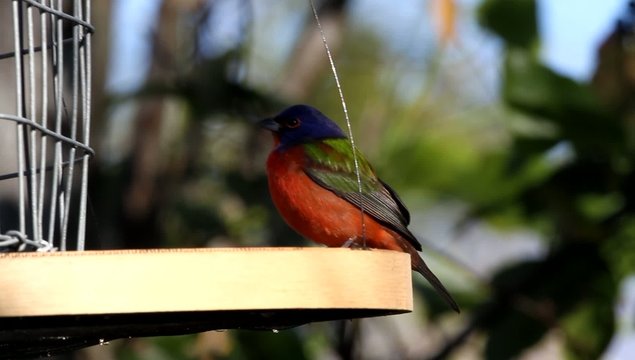 Painted bunting (Passerina ciris) in Florida, North America