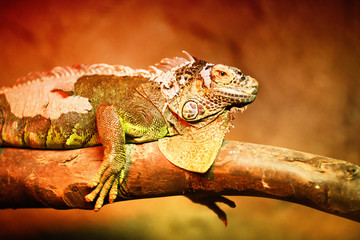 Iguana