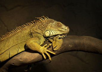 Iguana