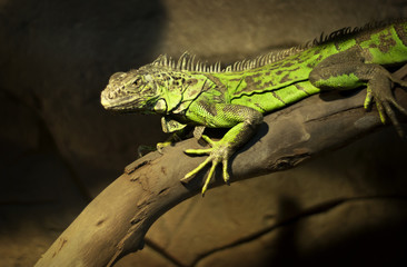 Iguana