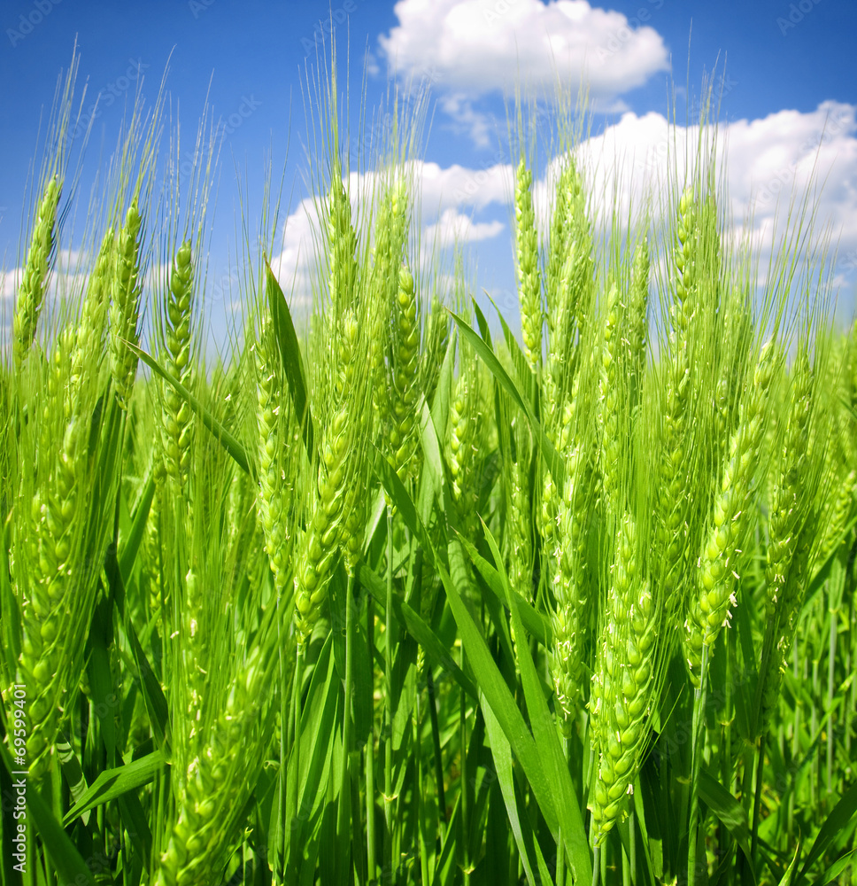 Canvas Prints cultivated green meadow. rural scene.