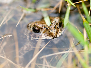 Frog Hide in water