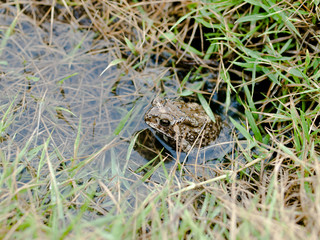 Frog Hide in water