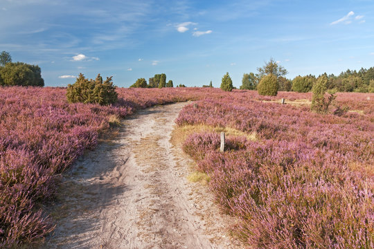Weg durch bl&uuml;hende Heidelandschaft bei Wilsede, L&uuml;neburger Heide
