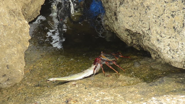 Crab eating dead fish under a rock