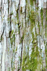 Obraz premium 杉の木の樹皮