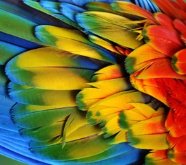 Macaw Feathers (Rainbow) © michaelfitz
