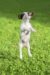 Nice Jack Russel Terrier puppy jumping