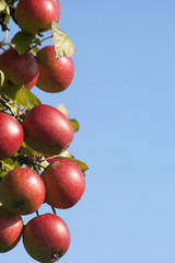 Ripe fruits on appletree