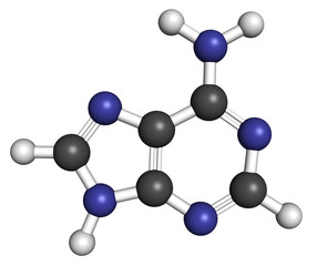 Obraz premium Adenine (A, Adenine) purine nucleobase molecule. 