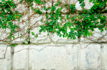 The Green Creeper Plant