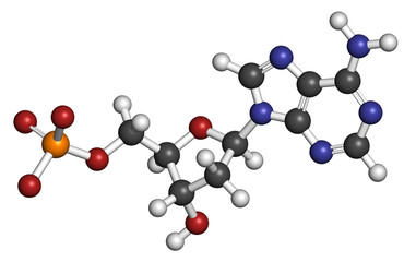 Deoxyadenosine monophosphate (dAMP) nucleotide molecule. 