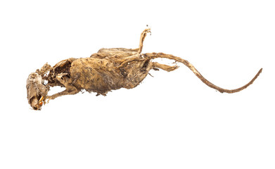 Dried dead body of rat
