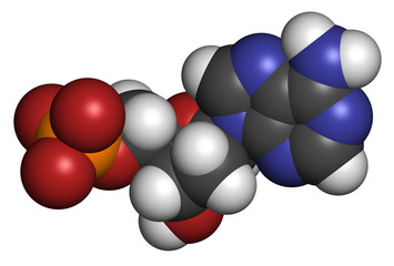Deoxyadenosine monophosphate (dAMP) nucleotide molecule.