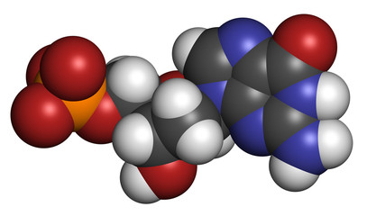 Deoxyguanosine monophosphate (dGMP) nucleotide molecule.