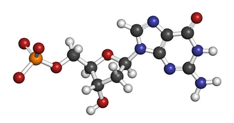 Deoxyguanosine monophosphate (dGMP) nucleotide molecule.