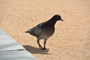 鳩