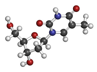 Thymidine (deoxythymidine) nucleoside molecule.
