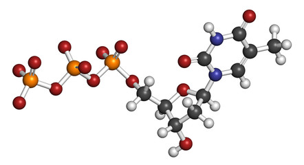 Thymidine triphosphate (TTP) nucleotide molecule.