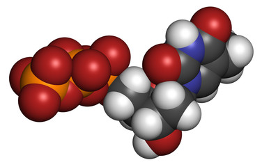 Thymidine triphosphate (TTP) nucleotide molecule.