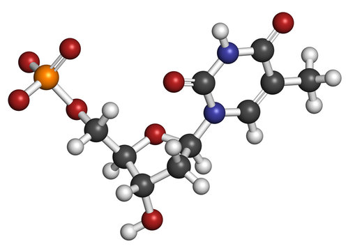 Thymidine monophosphate (TMP, thymidylate) nucleotide molecule.