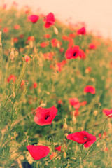 Fototapeta na wymiar Poppy flowers, outdoors