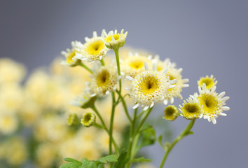 Beautiful wild flowers on grey background