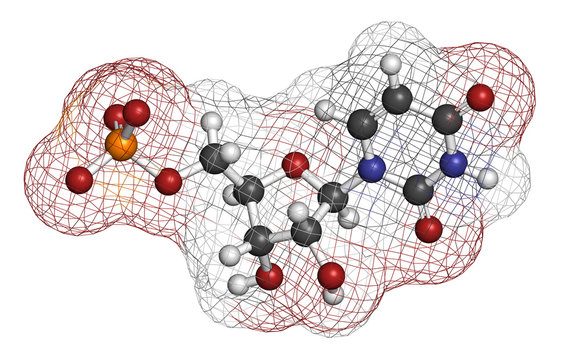 Uridine monophosphate (UMP, uridylic acid) nucleotide molecule.