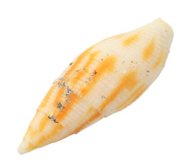 Seashell isolated on white